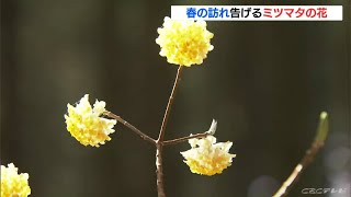 山に春を告げる黄色い花｢ミツマタ｣が見頃に　和紙の原料として栽培され木の間伐で急激に増える　愛知