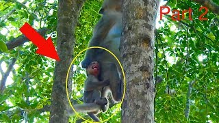 Million Worry Elsa Warning On Eleno On Top Of Tree We Are Very Worry Eleno Fall Down Monkey Post