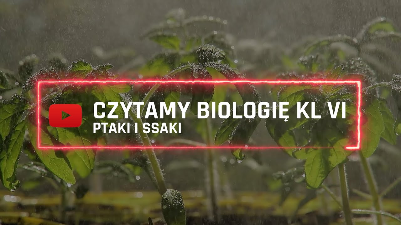 Sprawdzian Ptaki I Ssaki Klasa 2 Gimnazjum Czytamy - Biologia Klasa 6 - "Ptaki i ssaki" - YouTube