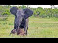 Desperate Elephant Tries to Get Newborn to Stand