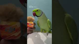 Nuestro lorito quería demostrar su talento 🦜 | DJI Mic Mini 2