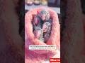 #shorts #fyp #viralvideo #trending #elephantstory #animalrescue #wildlifelove #animalbond