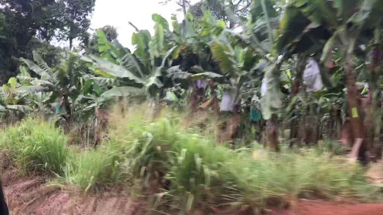 Banana farm cains Innisfail バナナ YouTube