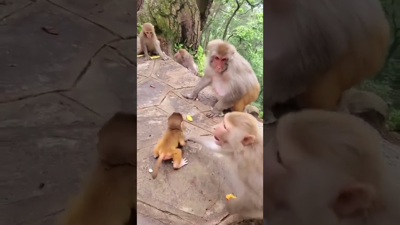 How baby Monkey is shaved/How is taken care of