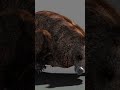 Alberta Bigfoot