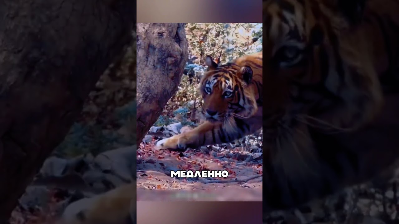 Идеальнейшая охота Амурского тигра в Тайге 😍🔥🦁