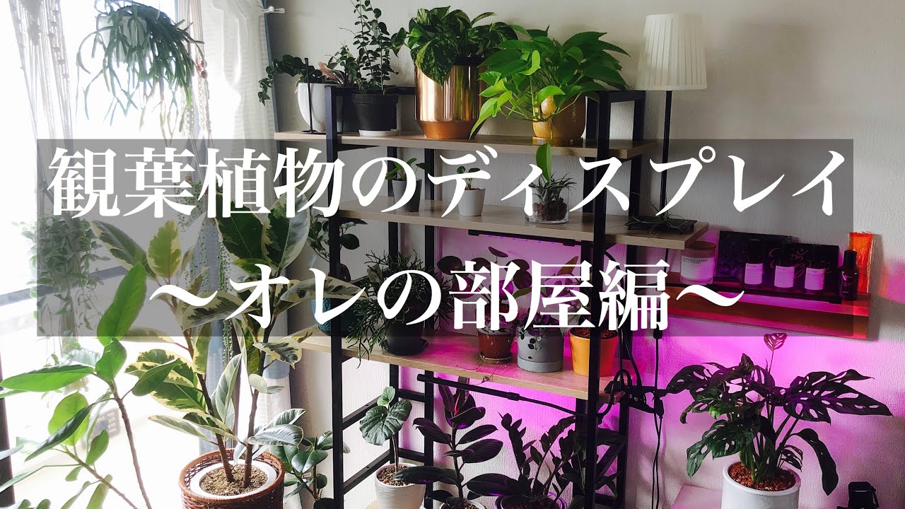 観葉植物ディスプレイ 飾り方 オレの部屋編 Youtube