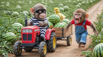 🐒🍉 Monkey NaNa’s TERRIFYING Watermelon Harvest! Duckling Rescue & Tractor Thief Chase! 😱🚨❤️