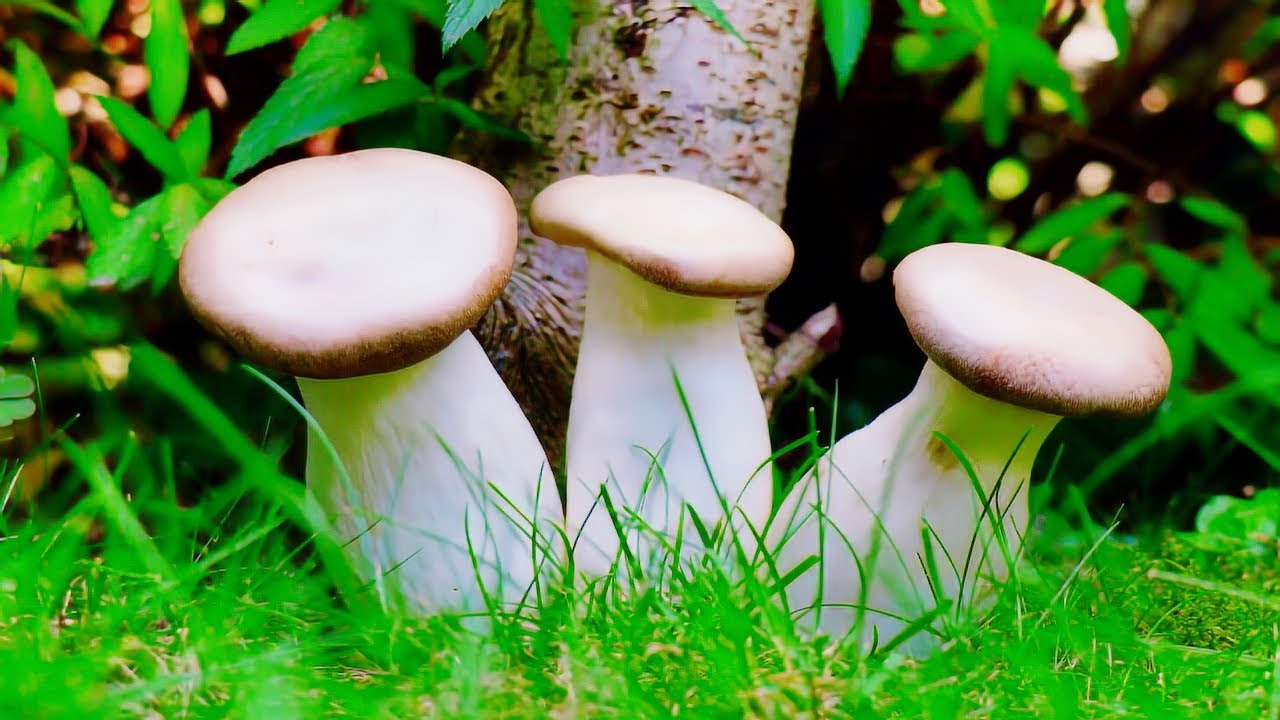 Как вырастить ерингию — королевскую вешенку в плодоносящих пакетиках? выращивание грибов