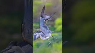 “Death From the Sky: The Fastest Killer on Earth”