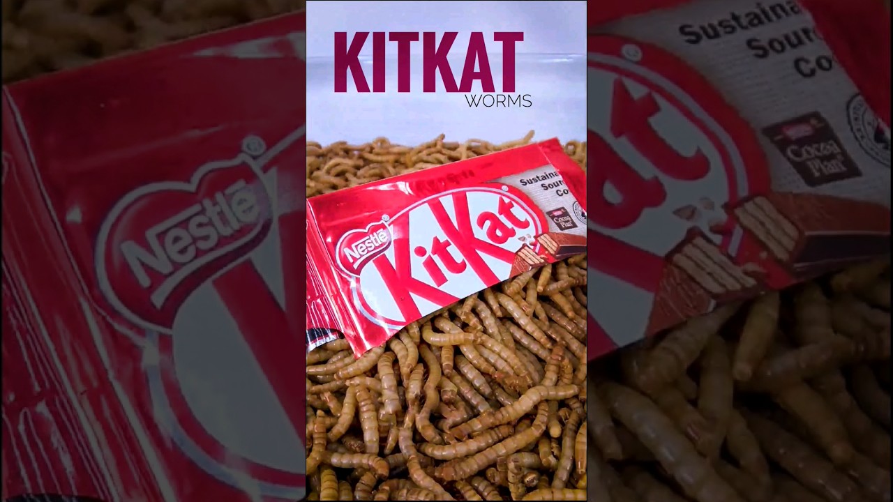 10,000 Worms vs. KitKat: Crunchy Showdown!"