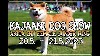 Kajaani Dog Show | Akita Inu Junior | 2023