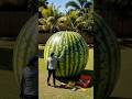 I truned a giant watermelon into a luxurious living room