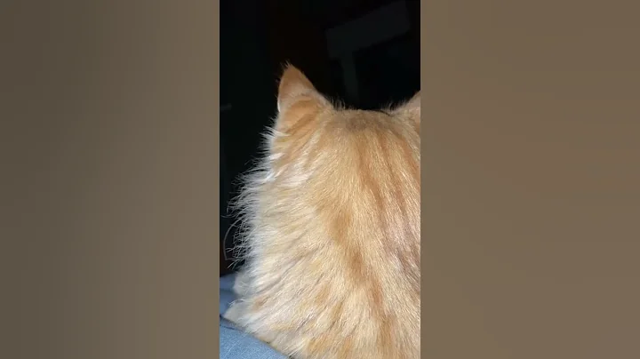 Video 2928821: shelter maine coon kitten, maine coon kitten boy, maine coon lovers, happy maine coon