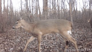 i set up a trail cam again! part 2