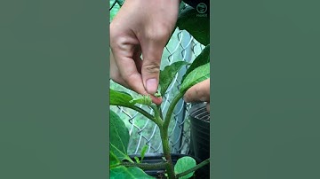 Đây là bí quyết giúp cà tím ra quả nhiều hơn #namix #shorts #làmvườn