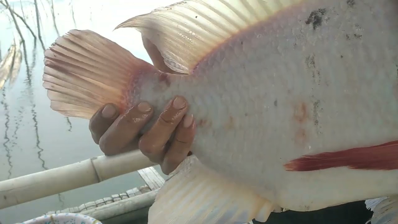 sensasi strike ikan badot walau ada ⚡badai