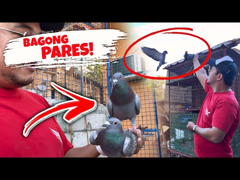 BINIGYAN KO NG KAPARES NA KALAPATI SI COCO