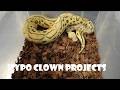 HYPO CLOWN PROJECTS WITH PASTEL OD GHI MOJAVE BLACKHEAD + CHOCOLATE + UPDATE ON TWINS AND BREEDERS
