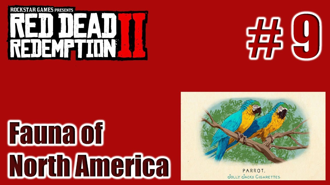 Parrot Rdr2 RDR2 - Fauna of North America – 09 Parrot - Cigarette Card – Türkçe ...