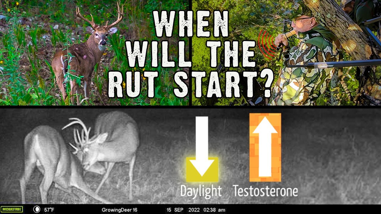 When will the rut start? Deer Hunting Strategy Planning (Sept. 16, 2022)
