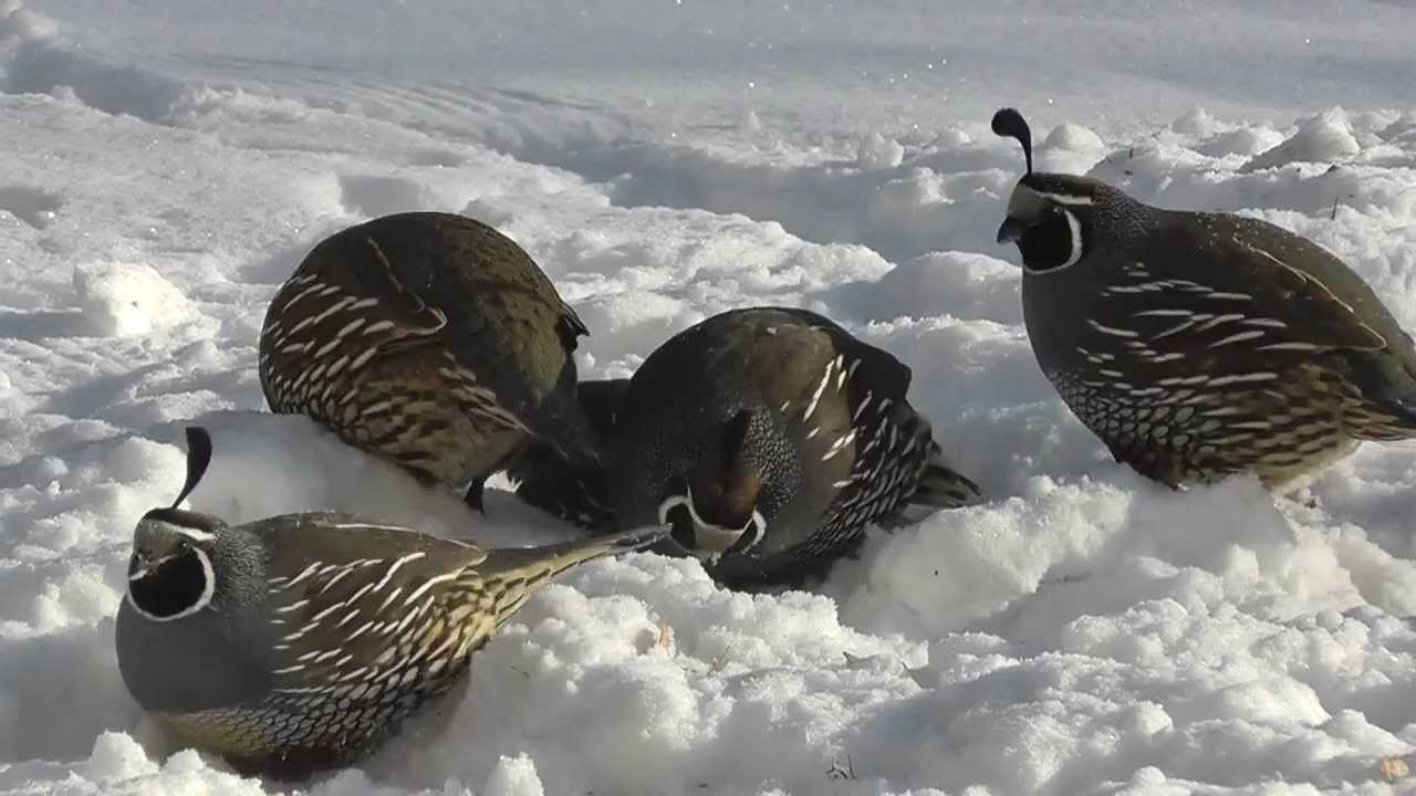 California Quail at my Bird Feeder Dec 8, 2013 YouTube