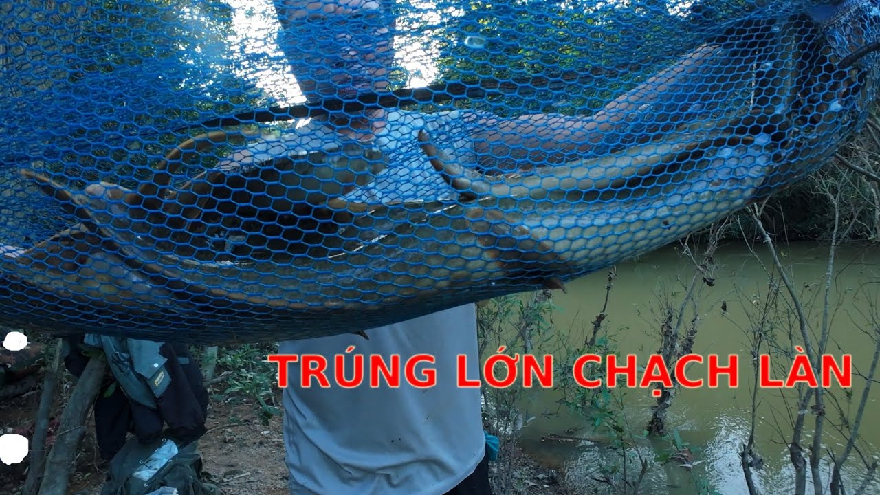 30H ĐẶT BẪY LỒNG TRÊN SÔNG. TRÚNG ĐẬM CHẠCH LÀN .Camera Thợ Rừng.