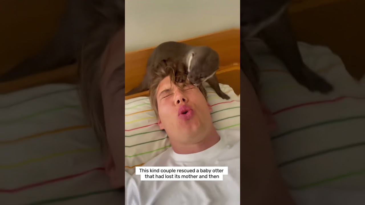 This kind couple rescues a baby otter lost its mother, and then #animalshorts #shortvideo