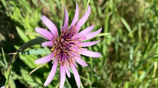 Recovery After Trauma. A Somatic Experience.
