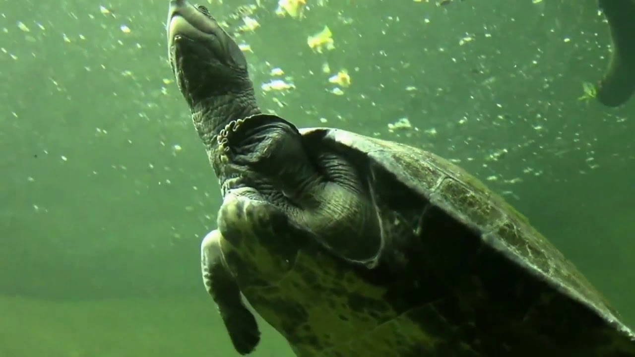 Giant South American River Turtle - Podocnemis expansa. - YouTube