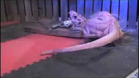 HAUNTEDPROPS.COM RAT TRAP ANIMATRONIC