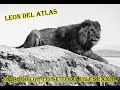 León del Atlas (Panthera Leo Leo) - Lo se todo en Español