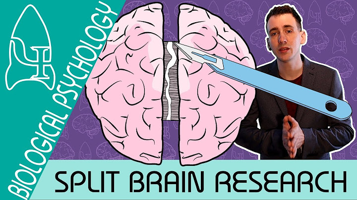 Split Brain Research - Biological Psychology  - Biological Psychology [AQA ALevel]