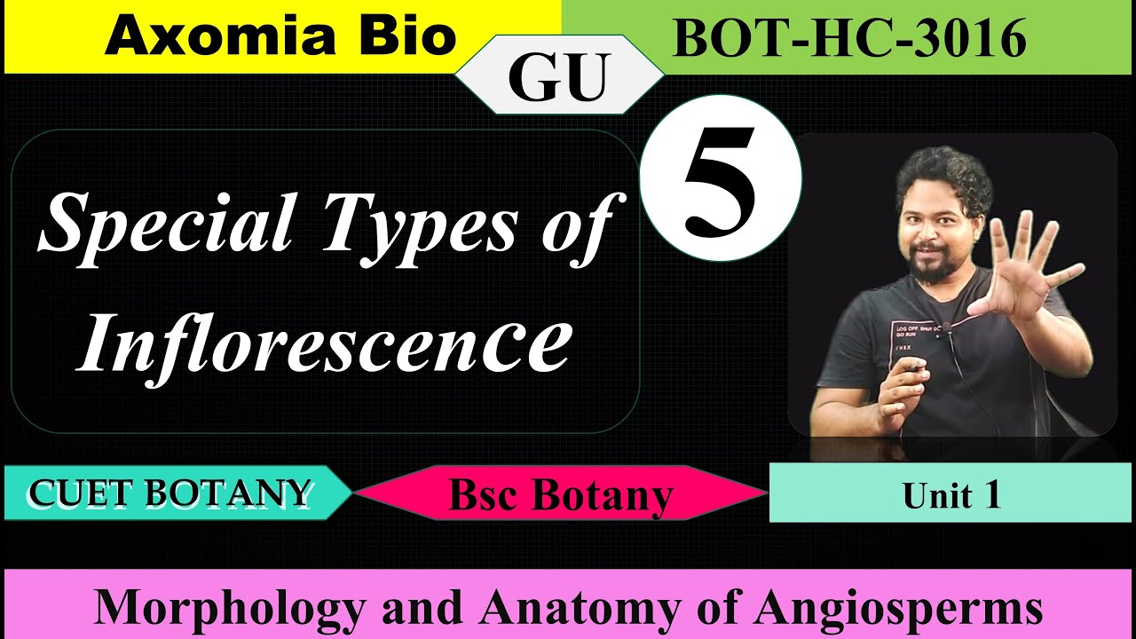 Special type of inflorescence| Morphology| Bsc botany| CUET-PG| Dr Rajib Borah| Axomia Bio