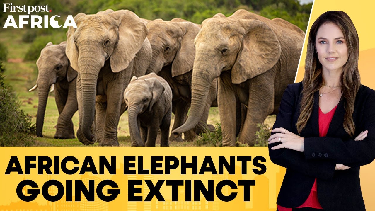 More Than Half of African Elephants are Dead as Numbers Drop to Alarming Levels | Firstpost Africa