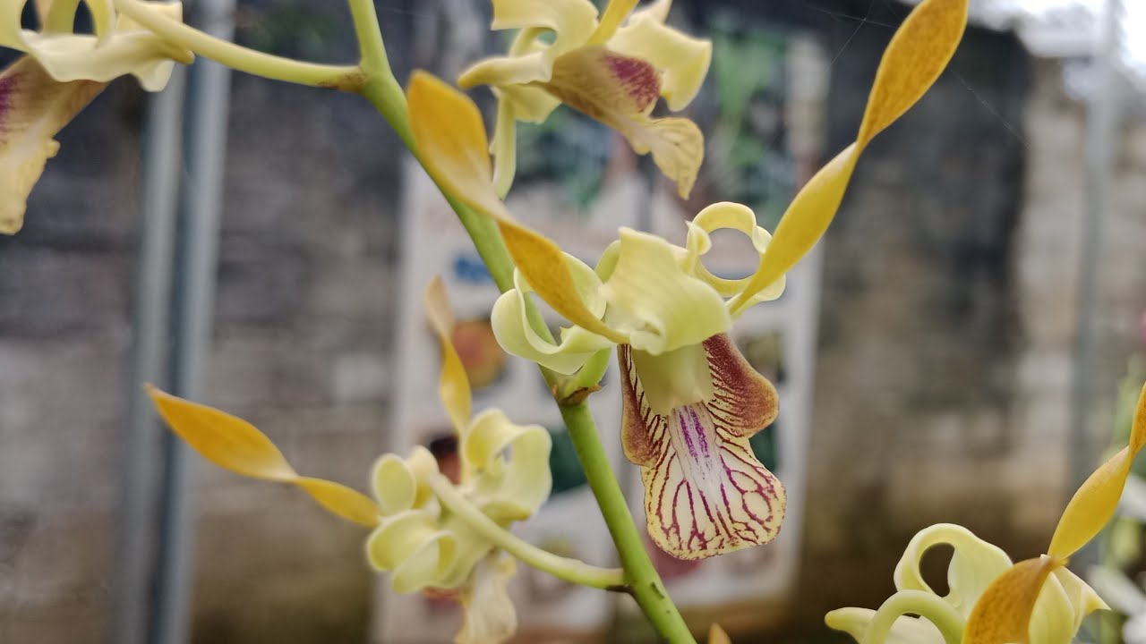 Live anggrek obral Dendrobium dan cattleya