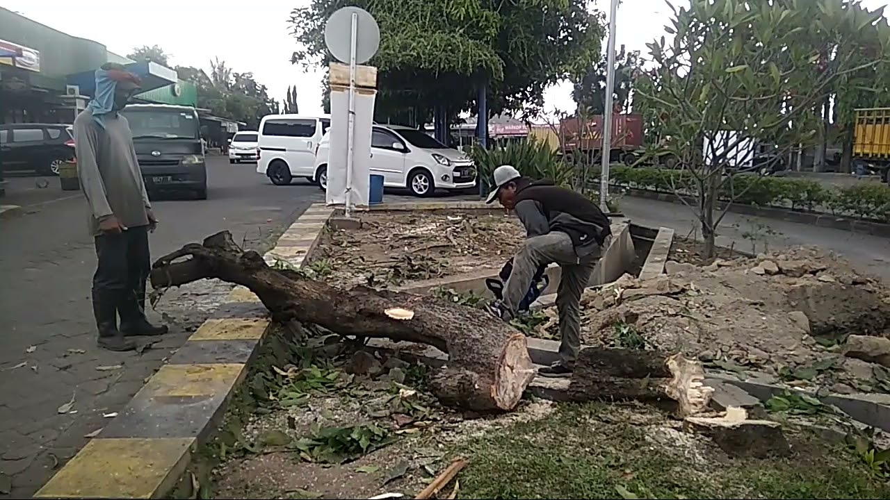 Potong Pohon di Rest Area Tol - 082149714954 JUARA JASA RENT ALL