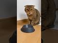 cute cat and ston ball #reversevideo​ #cat​#short​
