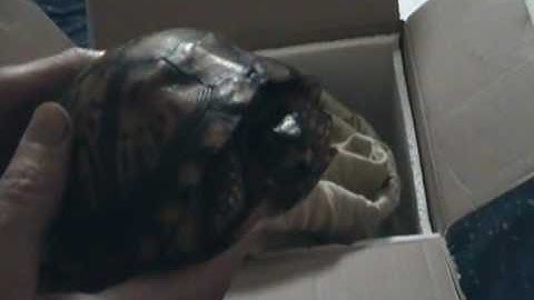 Eastern Box Turtle Trio Arrives ~ Part One