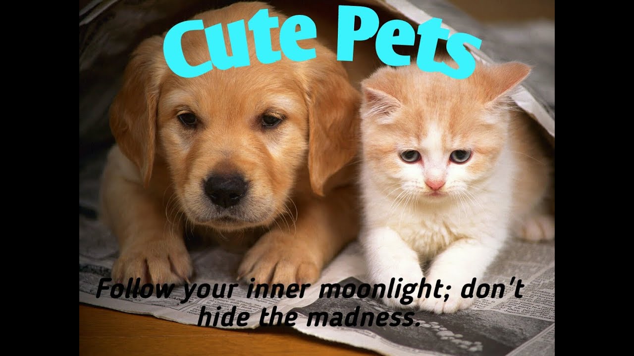 Cute pets animals nature dogs cats best friend honest