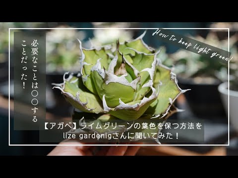 黄绿色の植物で明るい庭を作る簡単なコツ