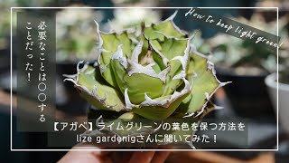 【アガベ】ライムグリーンの葉色を保つ方法をlize gardenigさんに聞いてみた