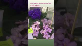 Выставка в доме фиалки с 30-9 августа Региональная группа 🌺