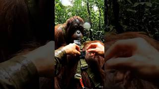 Orangutan Pov In Borneo Rainforest Finds Abandoned Jungle Lab In Canopy