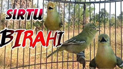 DIJAMIN 💯% AMPUH MENAIKKAN BIRAHI SIRTU / CIPOH