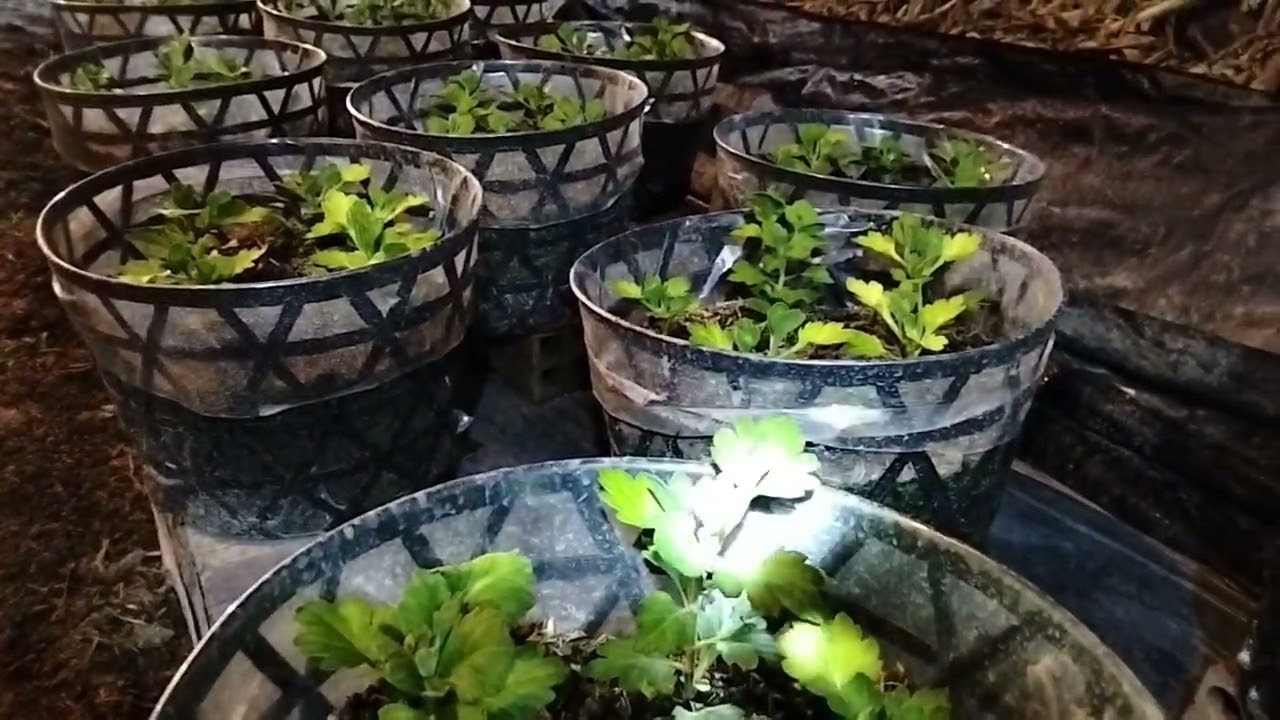 Cách chăm sóc cúc hà lan sau khi cơi 1