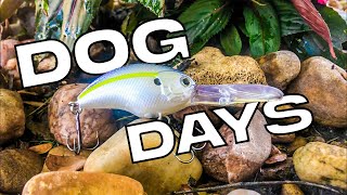 Fishing in the DOG DAYS of Summer... Does it SUCK!?