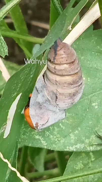 kupu-kupu