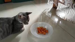 Kucing Suka Makan Mie II Kompilasi