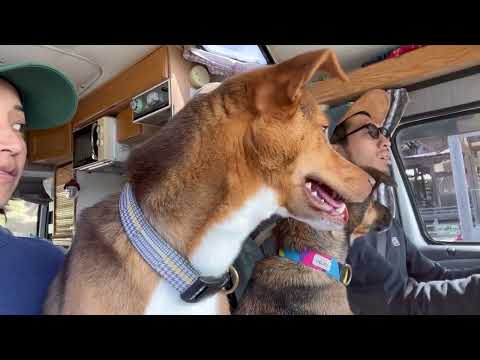 キャンピングカーで琵琶湖を旅する野犬の子たち